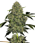 OG Kush Auto Feminised Seeds