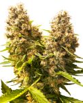 Banana Kush Cake Auto Feminisiert Samen