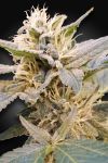 Delight CBD Feminised Seeds (CBDelight‚Ñ¢)