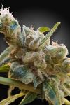 Relax CBD Feminisiert Samen (CBDrelax‚Ñ¢)