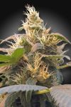 Energy CBD Feminised Seeds (CBDenergy‚Ñ¢)