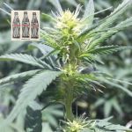 Diet Durban THCV 1:1 Feminisiert Saatgut