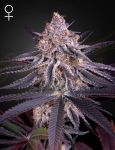 King's Juice Feminized Seeds