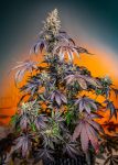Red Gorilla Girl XL Auto Feminized Seeds