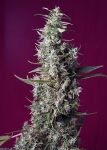 Sweet Cherry Pie Feminized Seeds