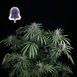 Purple Ghost Candy Feminisiert Saatgut