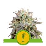 Mimosa Auto Feminised Seeds