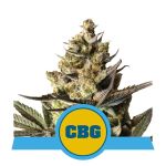 Royal CBG Auto Feminizowane Nasiona