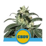Royal CBDV Auto Feminizowane Nasiona