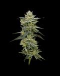 Hella Jelly Feminized Seeds