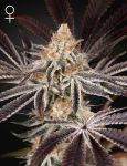 Dark Phoenix Feminized Seeds