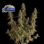Alaskan Diesel Auto Feminisiert Saatgut