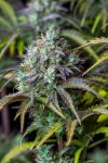 Original Big Bud Auto Feminized Seeds