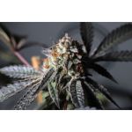 Purple OG Punch Feminised Seeds