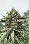 Humboldt Pound Cake Feminizowane Nasiona
