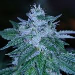 Rudeboi OG Feminized Seeds Bulk