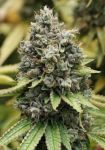 Sour Diesel Feminized Seeds - BULK