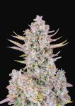Purple Punch Auto Feminised Seeds - BULK