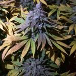 Grandaddy Purple FAST Feminized Seeds - BULK