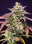 Purple Punch OG XL Auto Féminisée Graines