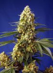 Strawberry Banana Gelato XL Auto Feminizowane Nasiona