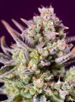 Sweet Zenzation XL Auto Feminized Seeds
