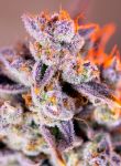 Tropicanna Poison XL Auto Féminisée Graines