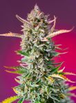 Gorilla Sherbet F1 Rapide Féminisée Graines
