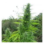 Do-Si-Dos Auto Feminized Seeds - BULK