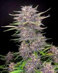 Banana Purple Punch Auto Féminisée Graines
