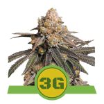 Triple G Auto Feminisiert Samen