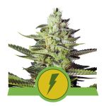 North Thunderfuck Auto Feminised Seeds