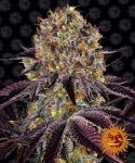 Runtz x Layer Cake Féminisée Graines
