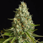 Amnesia Lemon Feminised Seeds