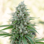 Critical Mango Feminised Seeds