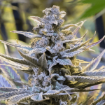 Cookielato Feminised Seeds