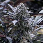 Grape Juice Feminised Seeds