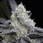 L.A. Vanilla Cake Feminised Seeds