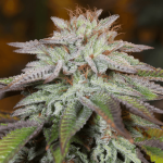 L.A. Vanilla Cake Auto Feminised Seeds