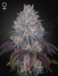 King's Tart Feminised Seeds