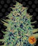 Blue Shark CBD Feminized Seeds