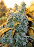Chronic Feminised Seeds