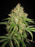 White Russian Auto Feminisiert Samen