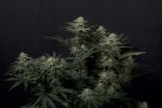 GG4 Sherbet Szybko Feminizowane Nasiona