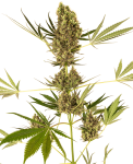 Alpine Delight CBD 30:1 Auto Féminisée Graines