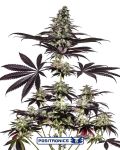 Caramel Ice CBD Express Auto Feminised Seeds