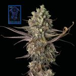 Blue Dream Schnell Feminisiert Saatgut