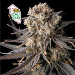 Cali Critical Mass Feminizowany Nasiona