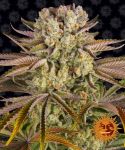 Pineapple Express Feminizowane Nasiona