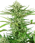 Cashew Kush Féminisée Semences